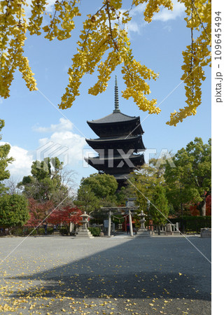 秋の東寺 五重塔 京都市南区 秋の東寺 五重塔 京都市南区 109645494