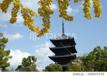 秋の東寺 五重塔 京都市南区 秋の東寺 五重塔 京都市南区 109645549