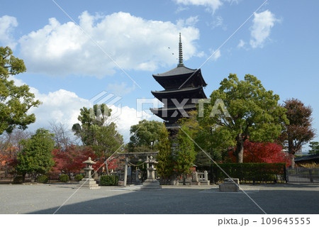 秋の東寺 五重塔 京都市南区 秋の東寺 五重塔 京都市南区 109645555