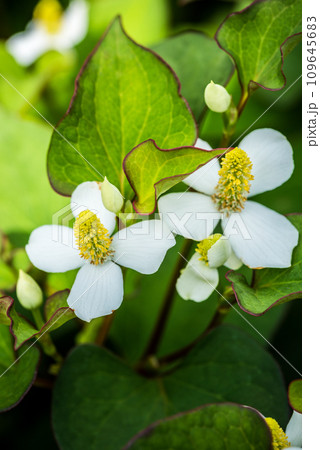 ドクダミの花アップ ドクダミの花アップ 109645683