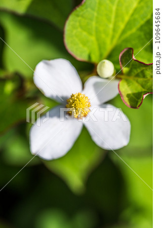 ドクダミの花アップ 109645684