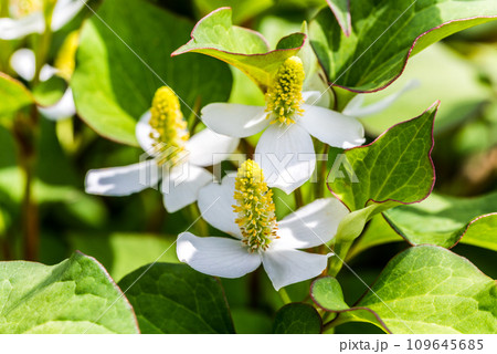 ドクダミの花アップ 109645685