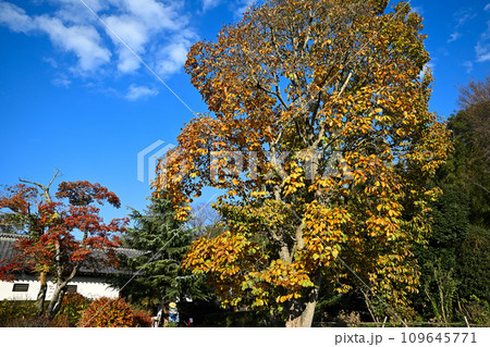 べに花ふるさと館　紅葉　長屋門付近　桶川市 109645771