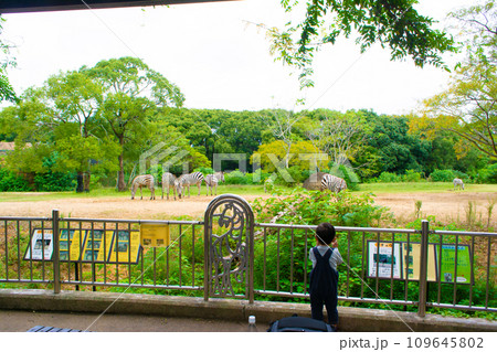 のんほいパーク動物園のシマウマと子どもの後ろ姿 109645802