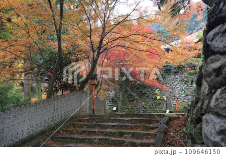 紅葉の名所「四国別格二十霊場第十番札所西山興隆寺」本堂と本堂の壇の石垣を参道下側から見る 109646150