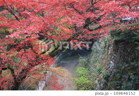 紅葉の名所「四国別格二十霊場第十番札所西山興隆寺」本堂手前の参道と本堂の壇の石垣を聖天堂前から見る 109646152