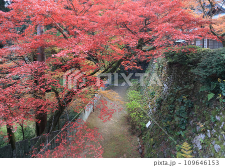 紅葉の名所「四国別格二十霊場第十番札所西山興隆寺」納経所と本堂の壇の石垣を聖天堂前から見る 109646153