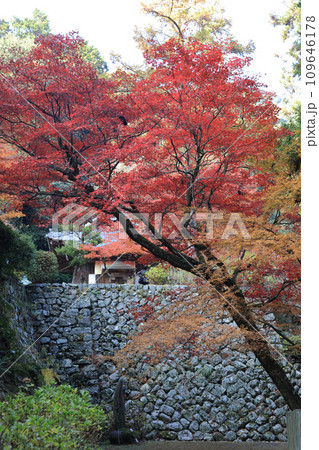 紅葉の名所「四国別格二十霊場第十番札所西山興隆寺」本堂手前の参道から本堂の壇の石垣と聖天堂を見る 109646178