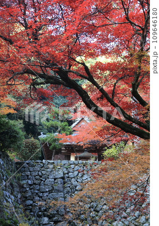 紅葉の名所「四国別格二十霊場第十番札所西山興隆寺」本堂手前の参道から本堂の壇の石垣と聖天堂を見る 紅葉の名所「四国別格二十霊場第十番札所西山興隆寺」本堂手前の参道から本堂の壇の石垣と聖天堂を見る 109646180