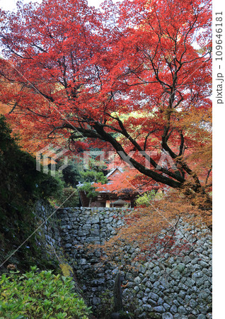 紅葉の名所「四国別格二十霊場第十番札所西山興隆寺」本堂手前の参道から本堂の壇の石垣と聖天堂を見る 紅葉の名所「四国別格二十霊場第十番札所西山興隆寺」本堂手前の参道から本堂の壇の石垣と聖天堂を見る 109646181