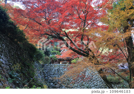 紅葉の名所「四国別格二十霊場第十番札所西山興隆寺」本堂手前の参道から本堂の壇の石垣と聖天堂を見る 紅葉の名所「四国別格二十霊場第十番札所西山興隆寺」本堂手前の参道から本堂の壇の石垣と聖天堂を見る 109646183