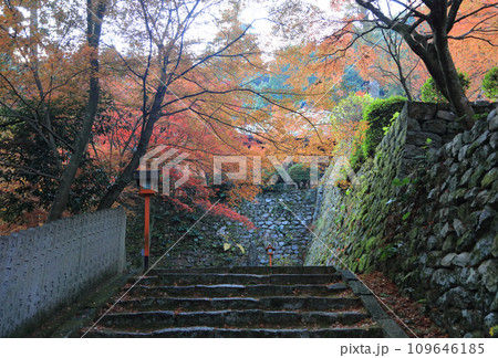 紅葉の名所「四国別格二十霊場第十番札所西山興隆寺」本堂手前の参道から本堂と本堂の壇の石垣を見る 紅葉の名所「四国別格二十霊場第十番札所西山興隆寺」本堂手前の参道から本堂と本堂の壇の石垣を見る 109646185