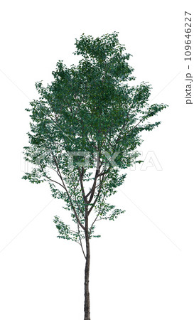 Isolated tree on a transparent background. Single tree isolated on a white background. Isolated tree on a transparent background. Single tree isolated on a white background. 109646227