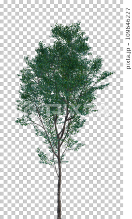 Isolated tree on a transparent background. Single tree isolated on a white background. Isolated tree on a transparent background. Single tree isolated on a white background. 109646227