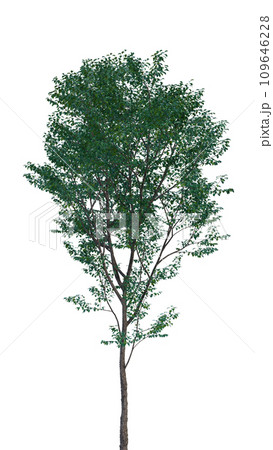 Isolated tree on a transparent background. Single tree isolated on a white background. 109646228