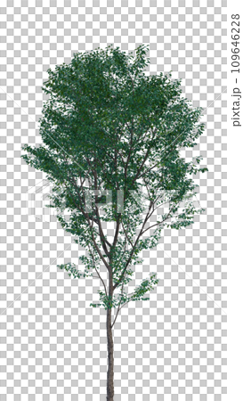 Isolated tree on a transparent background. Single tree isolated on a white background. 109646228