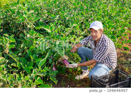Adult man harvesting eggplants in field 109646997