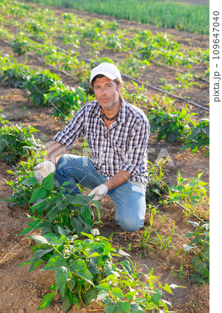 Portrait of satisfied man demonstrating sprouts of bell peppers on beds of field 109647040