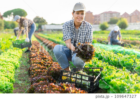 Female seasonal worker harvesting red lettuce cultivar at farm plantation on sunny day 109647327