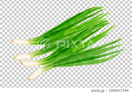 収穫して重ねた結崎ネブカの手描き水彩イラスト 109647394