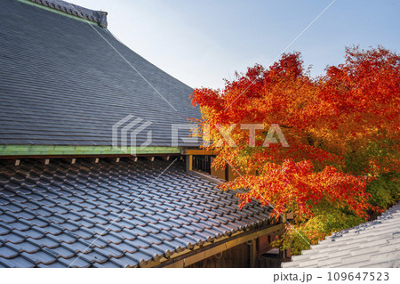 秋の京都 圓徳院 屋根の隙間から見える紅葉 秋の京都 圓徳院 屋根の隙間から見える紅葉 109647523