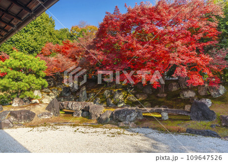 秋の京都　圓徳院　紅葉が美しい北庭 109647526