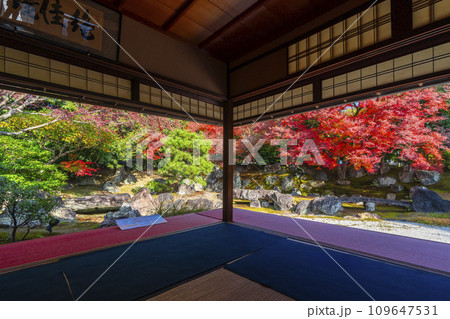 秋の京都　圓徳院　紅葉が美しい北庭 109647531