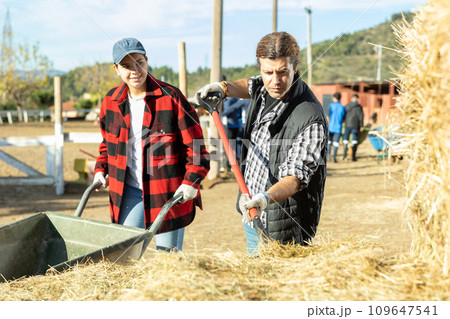 Skilled young woman and adult man grooms puting hay in wheelbarrow for taking care of horses during work on ranch 109647541