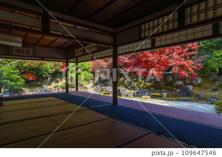 秋の京都 圓徳院 紅葉が美しい北庭 秋の京都 圓徳院 紅葉が美しい北庭 109647546