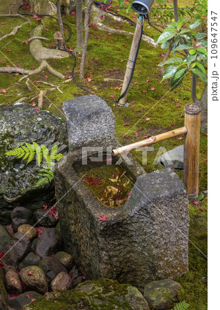 秋の京都　圓徳院　檜垣の手水鉢 109647547