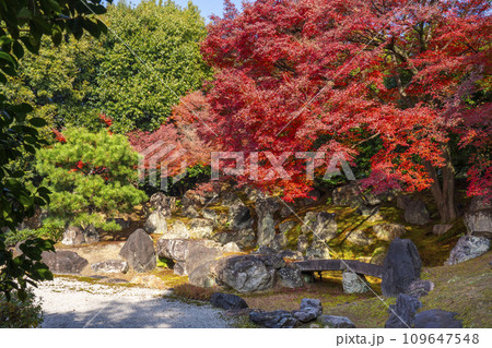 秋の京都　圓徳院　紅葉が美しい北庭 109647548