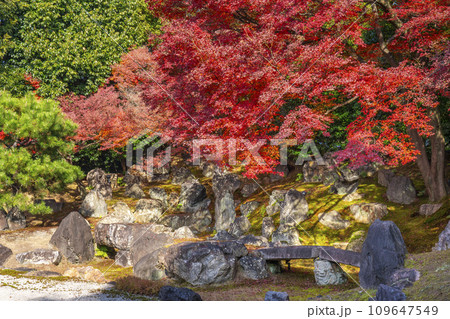 秋の京都　圓徳院　紅葉が美しい北庭 109647549