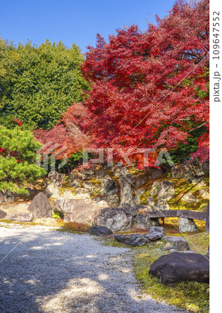 秋の京都 圓徳院 紅葉が美しい北庭 秋の京都 圓徳院 紅葉が美しい北庭 109647552