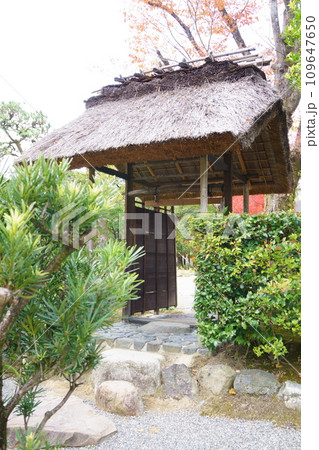 紅葉が映える有楽苑・萱門1 109647650