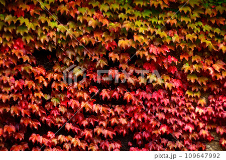 紅葉した蔦紅葉 紅葉した蔦紅葉 109647992