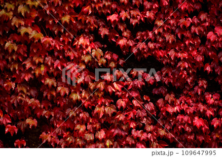 紅葉した蔦紅葉 109647995