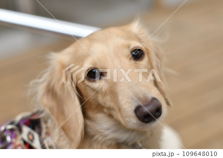 つぶらな瞳でこちらを見る犬 つぶらな瞳でこちらを見る犬 109648010