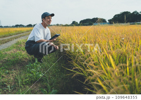 rice farming 109648355