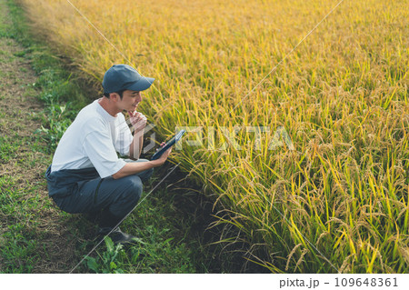 rice farming rice farming 109648361