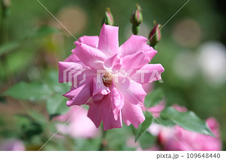 バラ園の美しいバラ 109648440