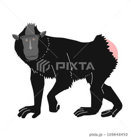 ブラックマカク(クロザル)の全身イラスト 正面 ブラックマカク(クロザル)の全身イラスト 正面 109648450