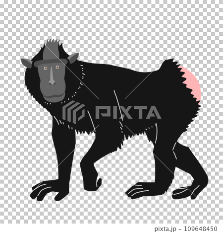 ブラックマカク(クロザル)の全身イラスト 正面 ブラックマカク(クロザル)の全身イラスト 正面 109648450