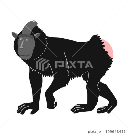 ブラックマカク（クロザル）の全身イラスト　横向き 109648451