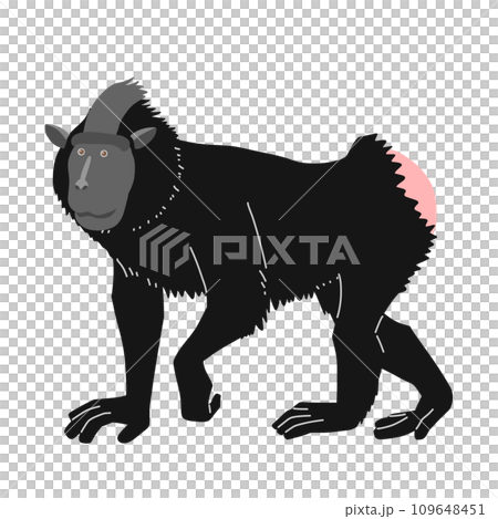 ブラックマカク（クロザル）の全身イラスト　横向き 109648451