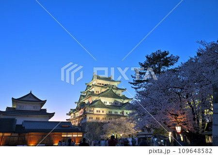 《愛知県》ライトアップされた桜と名古屋城天守閣 109648582