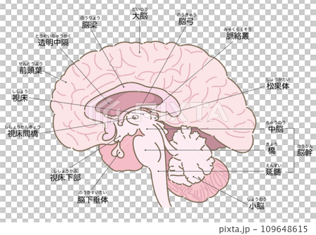 脳の断面図(名称あり) 脳の断面図(名称あり) 109648615