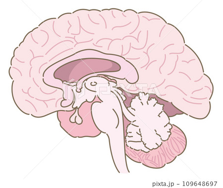 脳の断面図(名称なし) 脳の断面図(名称なし) 109648697