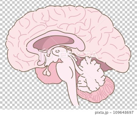 脳の断面図(名称なし) 脳の断面図(名称なし) 109648697