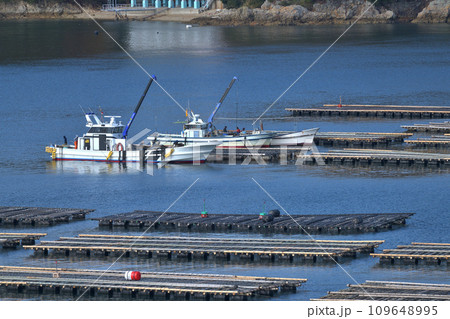 牡蠣の養殖　室津漁港　洗浄した牡蠣をもう一度海中で大きく育てる 109648995