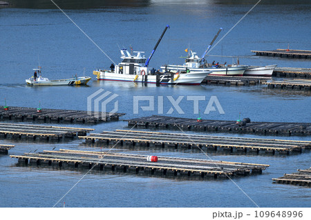 牡蠣の養殖　室津漁港　洗浄した牡蠣をもう一度海中で大きく育てる 109648996